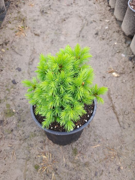 Пицея Алберта Глобе