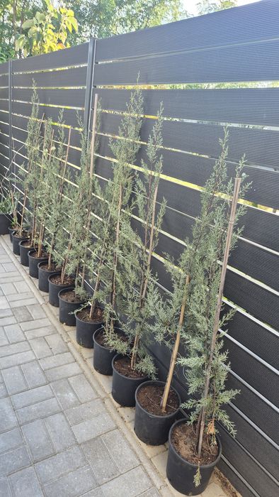 Cupressus Arizonica Fastigiata 150 cm, 11 bucăți