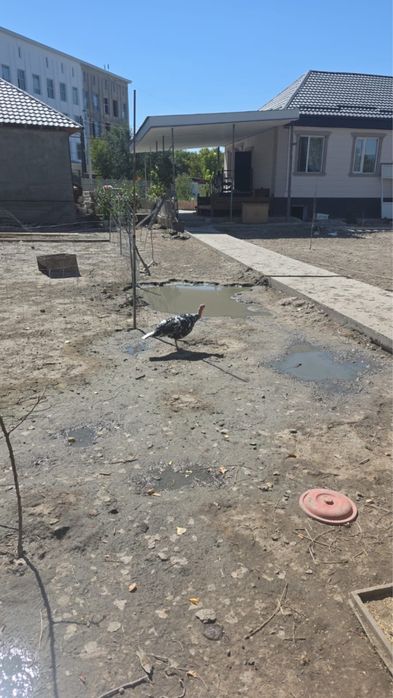 Продаю индюков , индюшек , индюшат