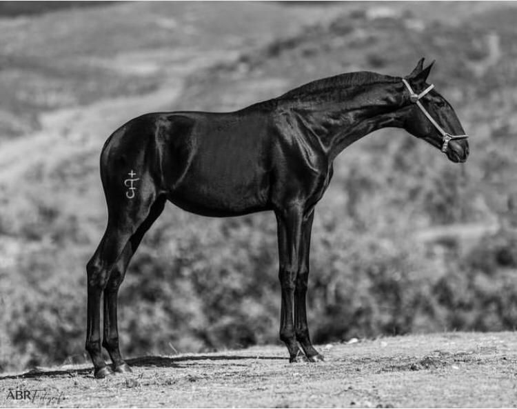 Танба Басу Клеймо 2000тг