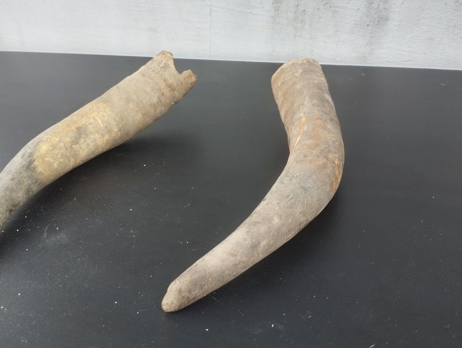 Чифт биволски рога