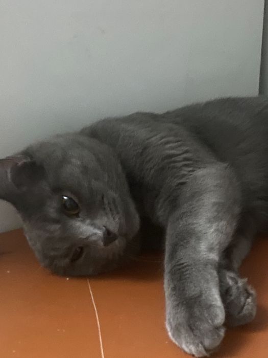отдам кота в добрые руки