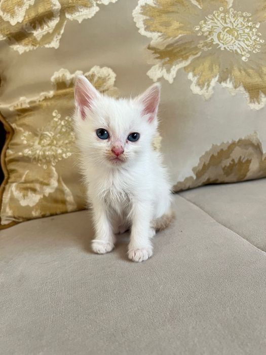 Отдаем бесплатно котят