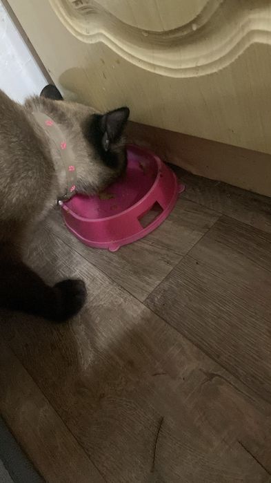 Отдам в хорошие руки