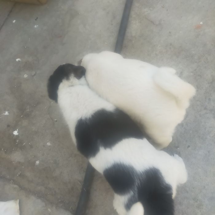 Продам двух щенков,очаровашка,Томас и Бони.