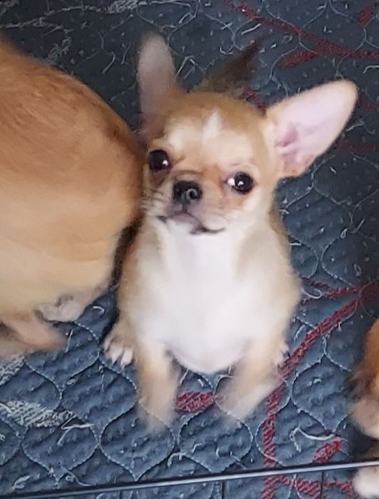 Продаю щенка чихуахуа