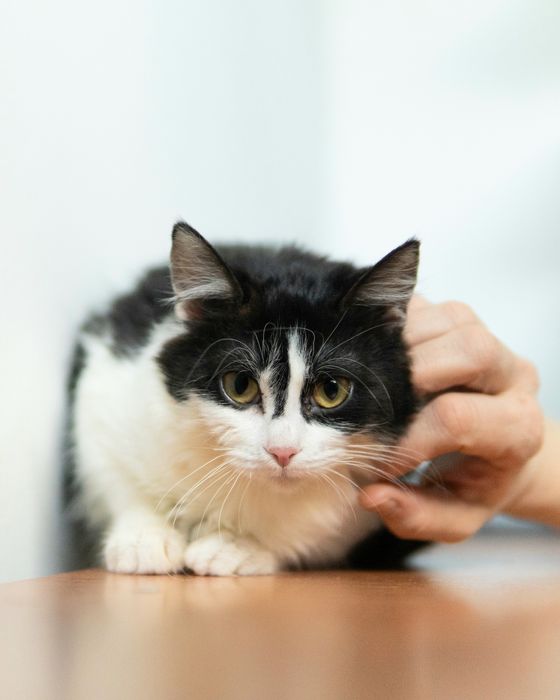 Малката Джиджи на 7 месеца търси дом