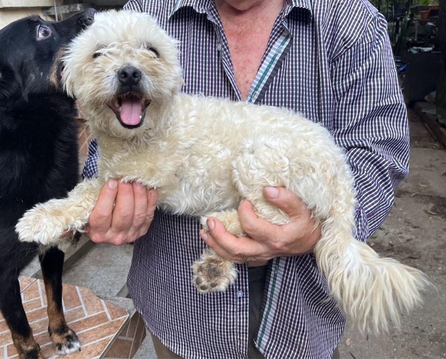 Metis bichon pui, gratuit