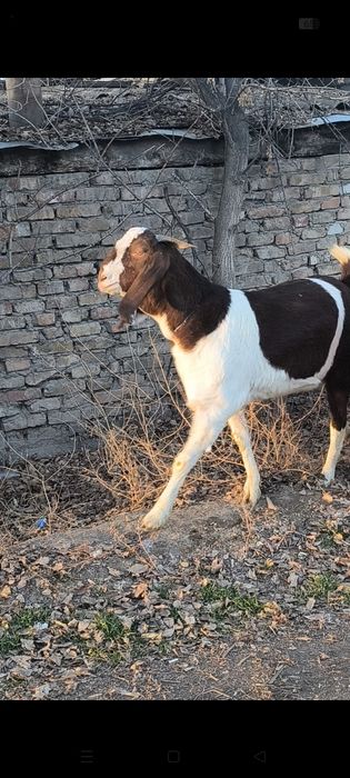 Продаем беременных коз