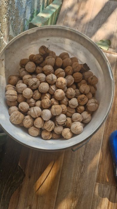 Орехи грецкие Продам