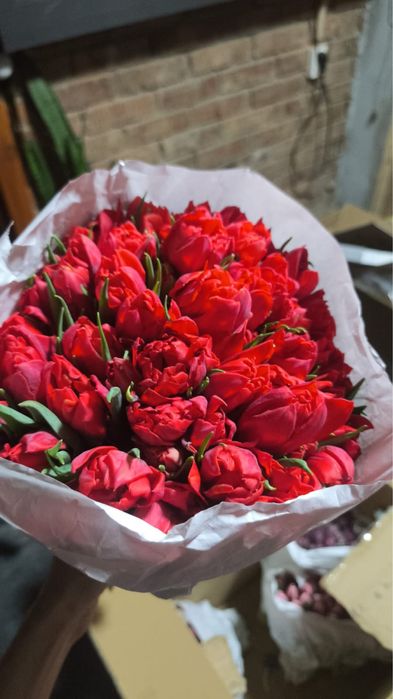 Продам Тюльпаны Алмата