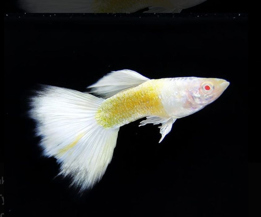 Рыбки для акварюма