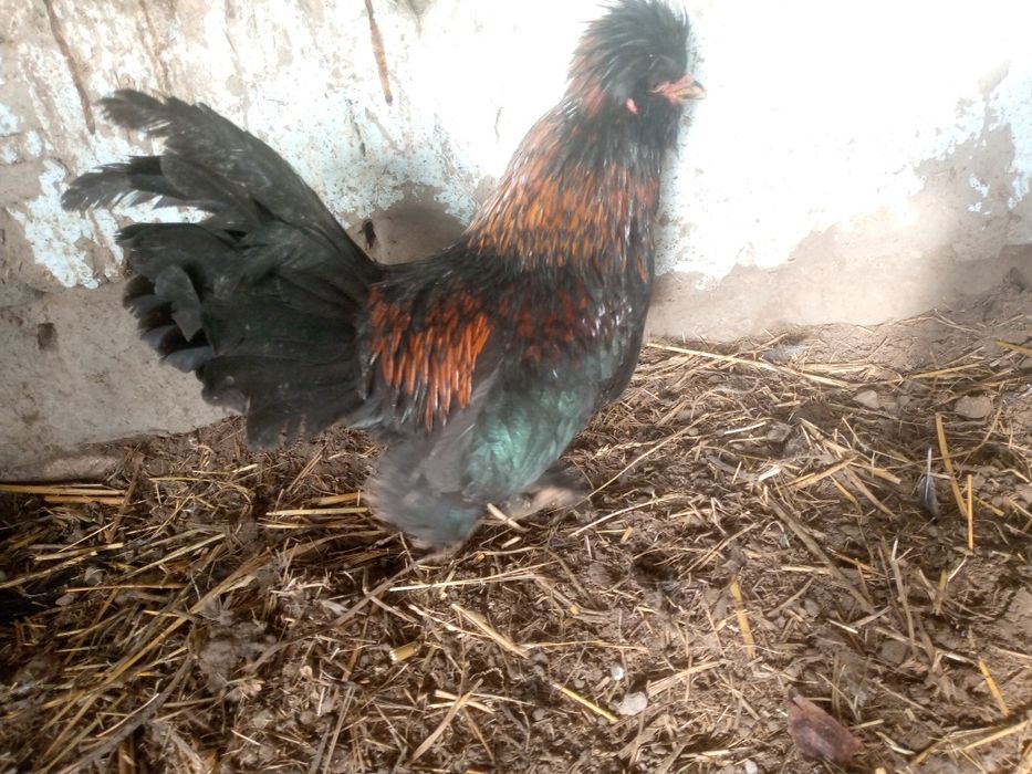 Xoʻrozchalar tezda sotiladi