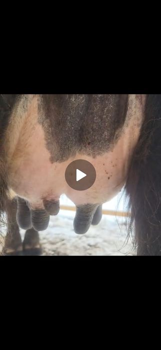 Бузаулы сиыр сауын сиыр