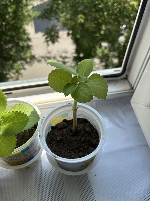 Лечебная растение мята