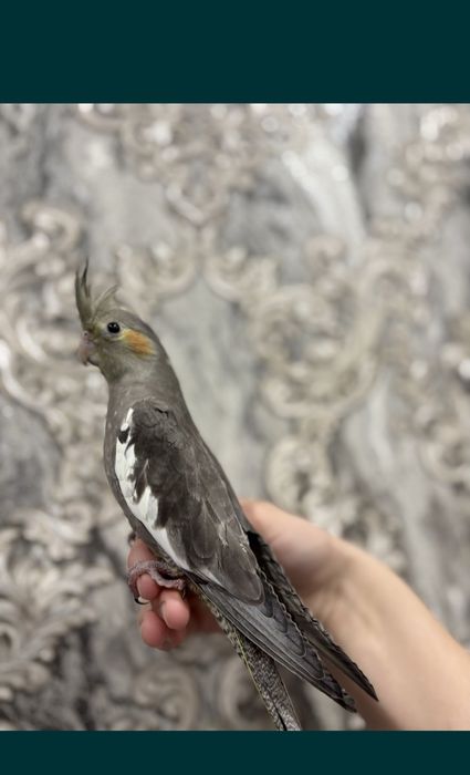 Кореллы домашнего разведение