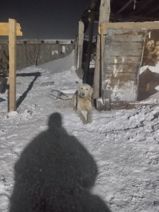 Дүрегей тазы дүрек  сатылады