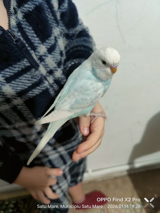 Perusi 5 buc, 3 pui și părinții din decembrie 2025