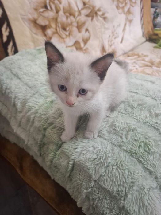 Котята приучены к лотку