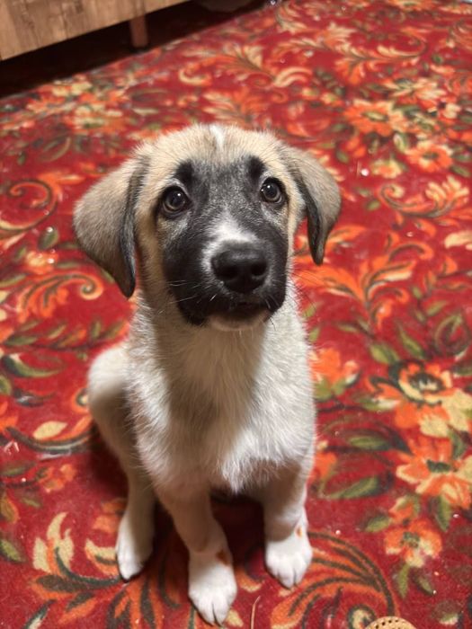 Щенок даром в добрые руки