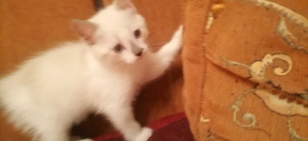 Кошечки домашние, сиамские.