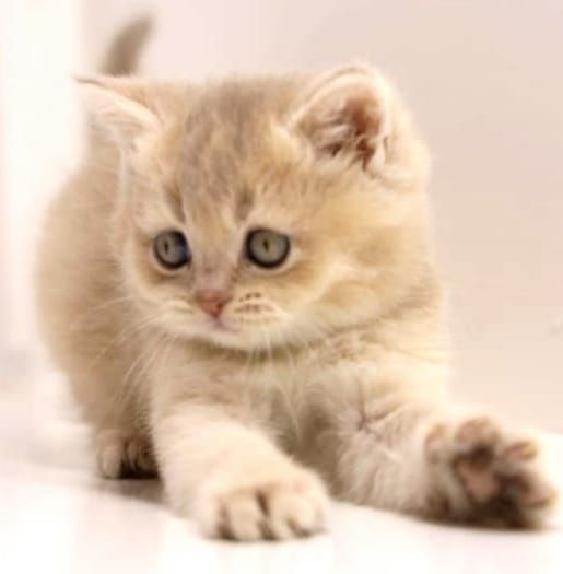 Котята зеленоглазые британские
