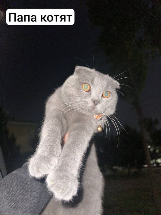 Продаются котята