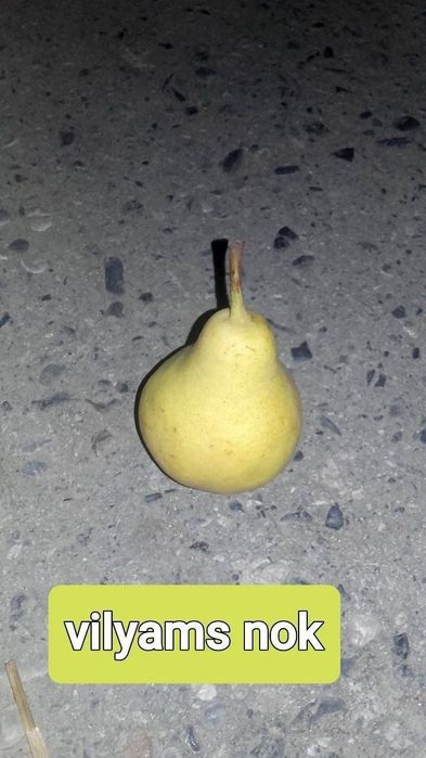 Мевали ва манзарали кучатлар