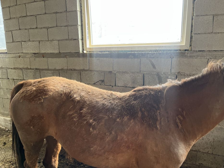 Бие сатылады 7 жасар