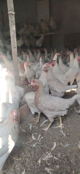 несушки сенди молодки