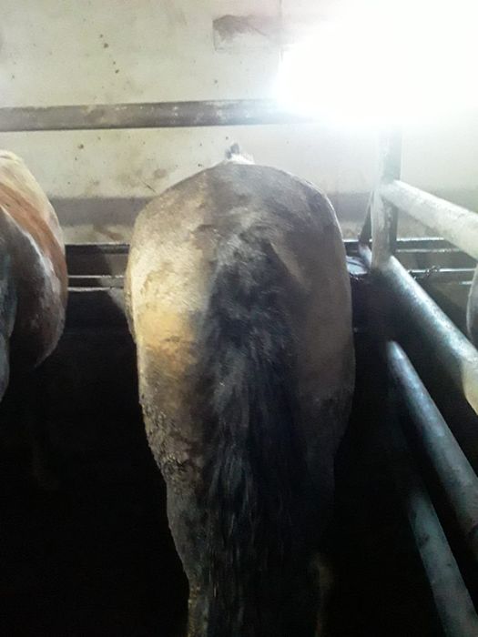 Семіз жылқылар. Қараөткел ауылы