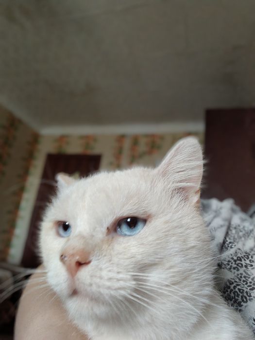 Без кота и жизнь плоха