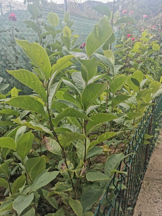 Vand puieti magnolie de 1an si 2 ani