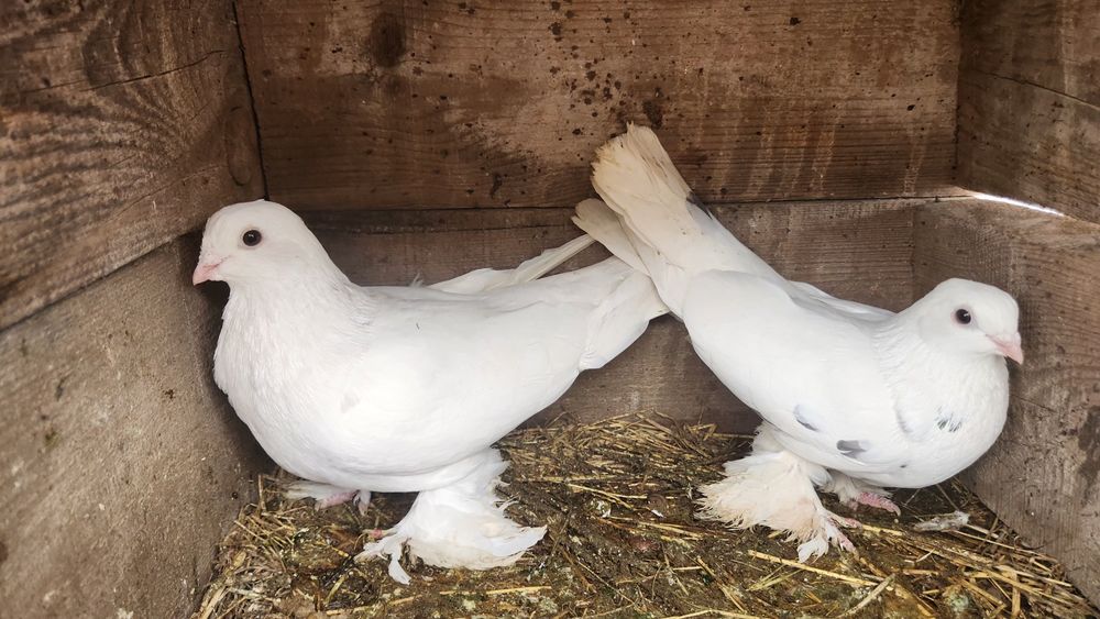 Срочно келисемз доставка бар