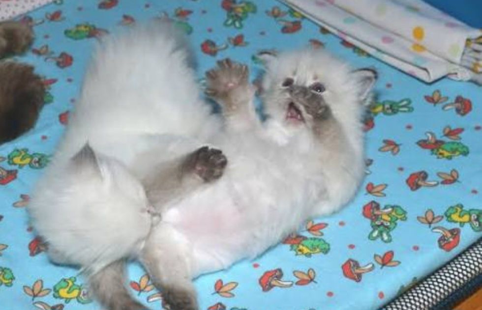 Котята невской маскарадной