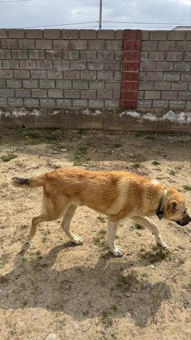 Қазақы төбет сатылады