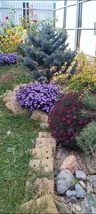 ель ,елка продам