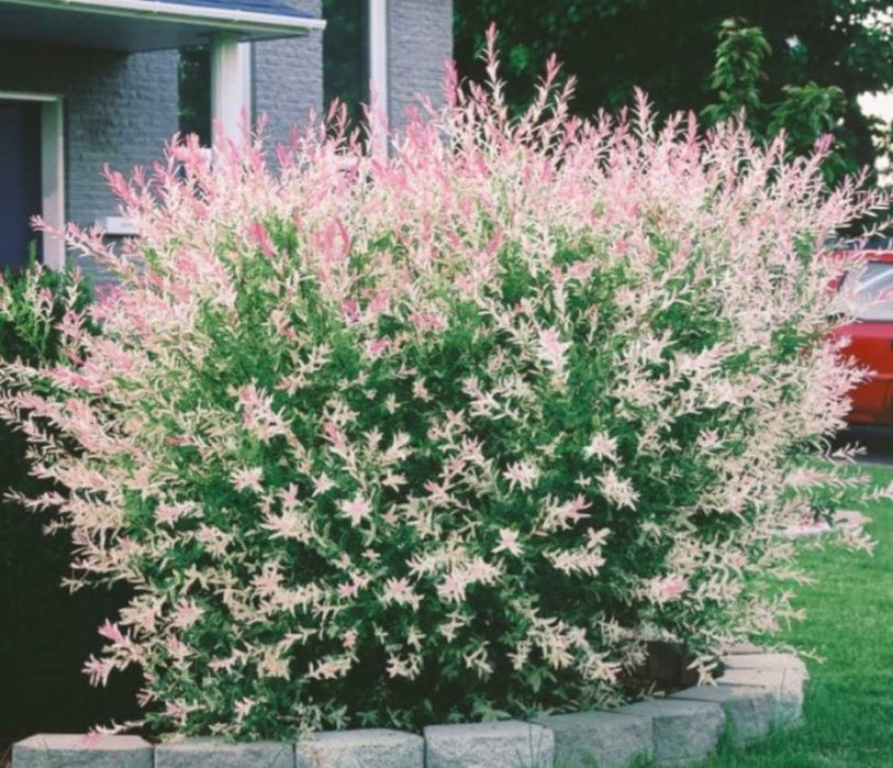 salcie japoneza la ghiveci tufa sau pom