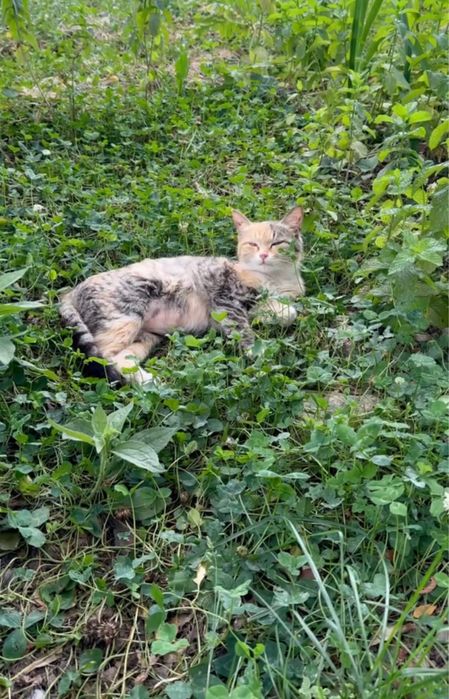 Красивая кошечка в добрые руки. Трехцветка приносящая счастье и удачу