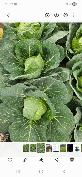 Varză extratimpurie