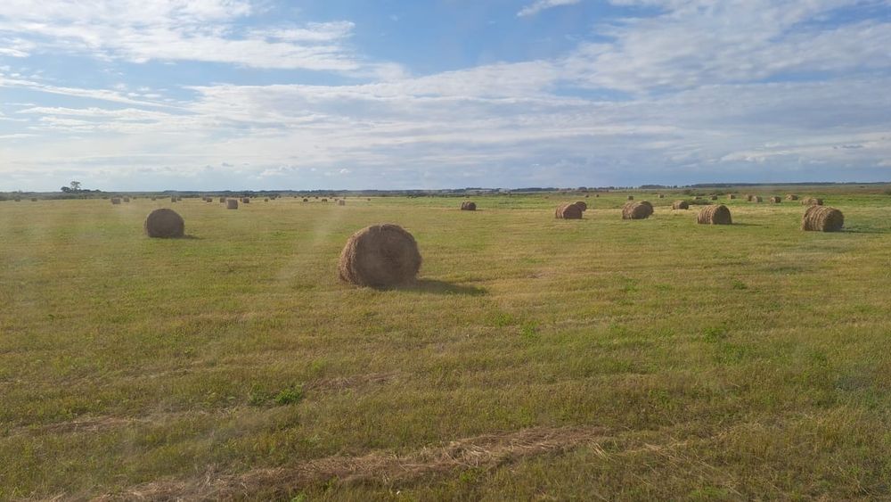 Продам сено луговое