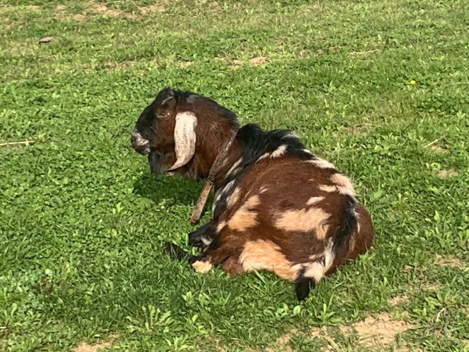 Țap anglonubian frumos