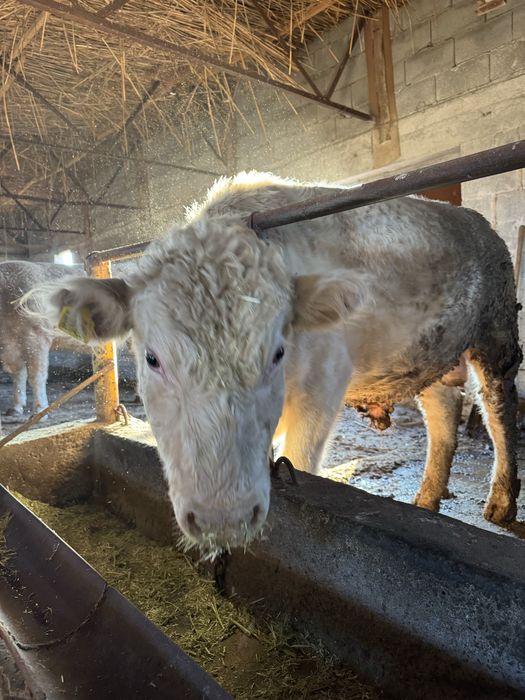 Аулиеколь тұқымдыққа арналған бұқалар