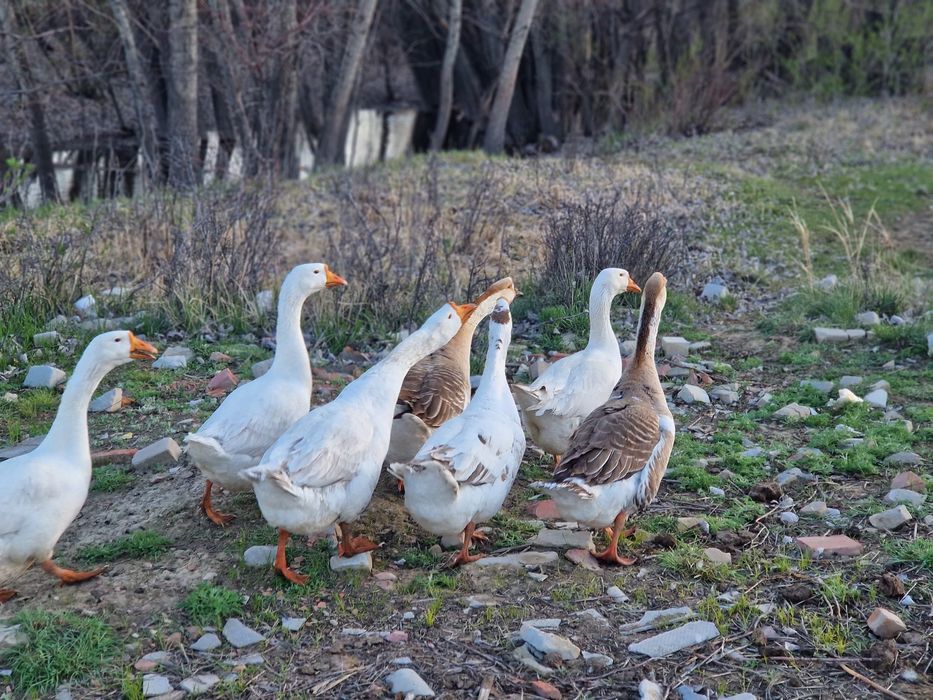 Продам гусей молодые
