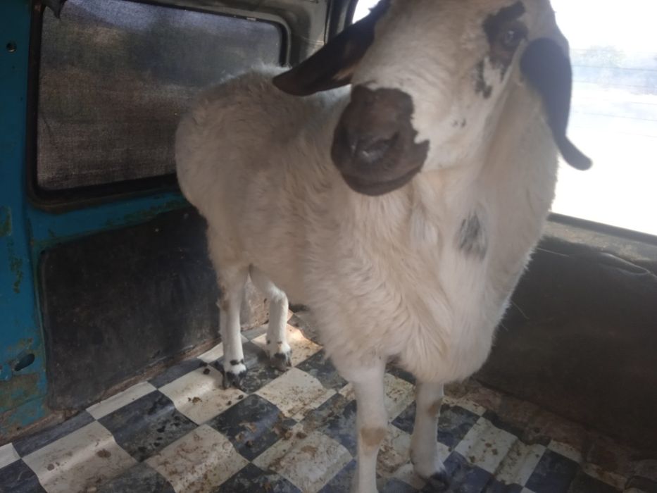 Qasob xizmati qoʻy yetqazib beramiz arzon narxlarda