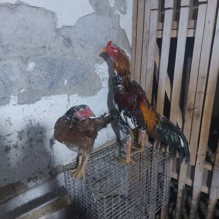 Корейц 1.5год  вес 4.8