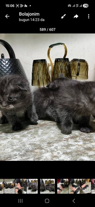 Britanskiy qulogʻi yotgan mushukchalar