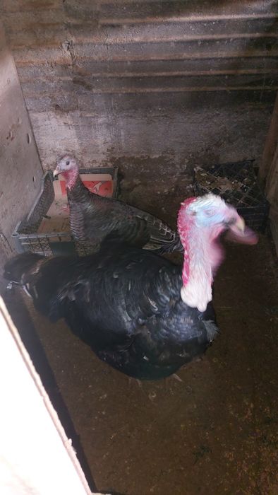 Продаётся парочка Индюки