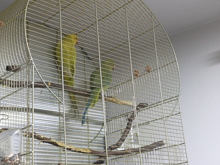 Papagali micul Alexander