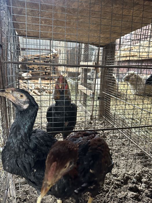 Продаётся молодые петушки дакан